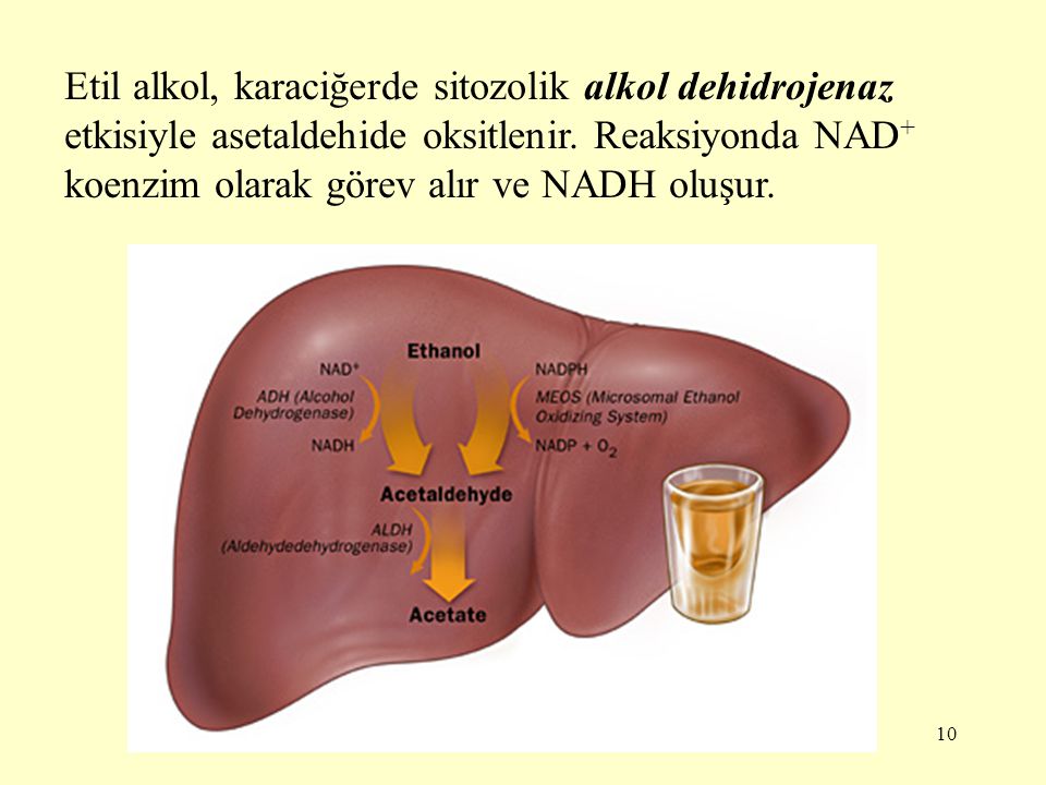 Etil alkol, karaciğerde sitozolik alkol dehidrojenaz etkisiyle asetaldehide oksitlenir.