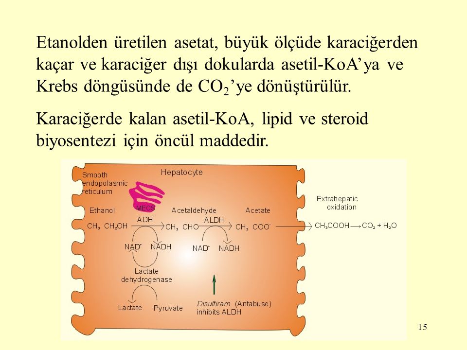 Etanolden üretilen asetat, büyük ölçüde karaciğerden kaçar ve karaciğer dışı dokularda asetil-KoA’ya ve Krebs döngüsünde de CO2’ye dönüştürülür.