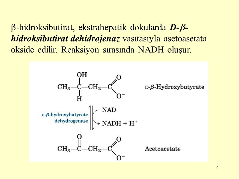 -hidroksibutirat, ekstrahepatik dokularda D--hidroksibutirat dehidrojenaz vasıtasıyla asetoasetata okside edilir.