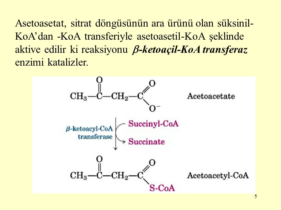 Asetoasetat, sitrat döngüsünün ara ürünü olan süksinil-KoA’dan -KoA transferiyle asetoasetil-KoA şeklinde aktive edilir ki reaksiyonu -ketoaçil-KoA transferaz enzimi katalizler.