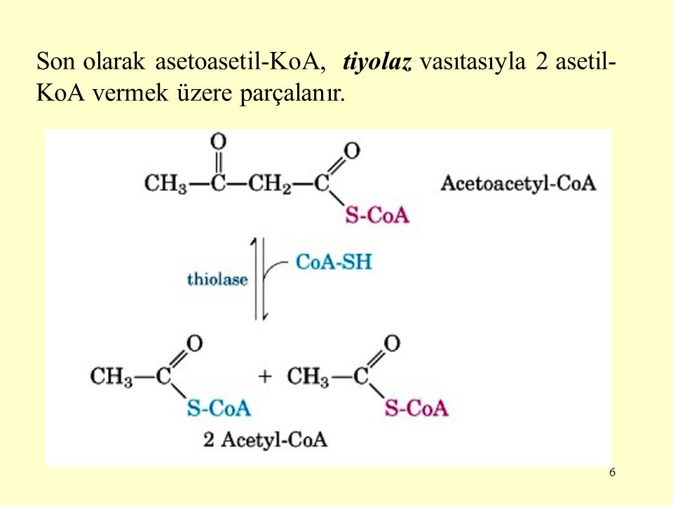 Son olarak asetoasetil-KoA, tiyolaz vasıtasıyla 2 asetil-KoA vermek üzere parçalanır.