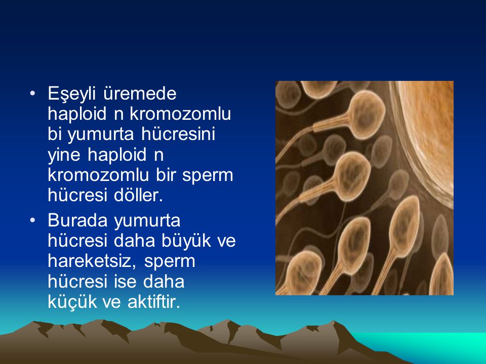 Eşeyli üremede haploid n kromozomlu bi yumurta hücresini yine haploid n kromozomlu bir sperm hücresi döller.