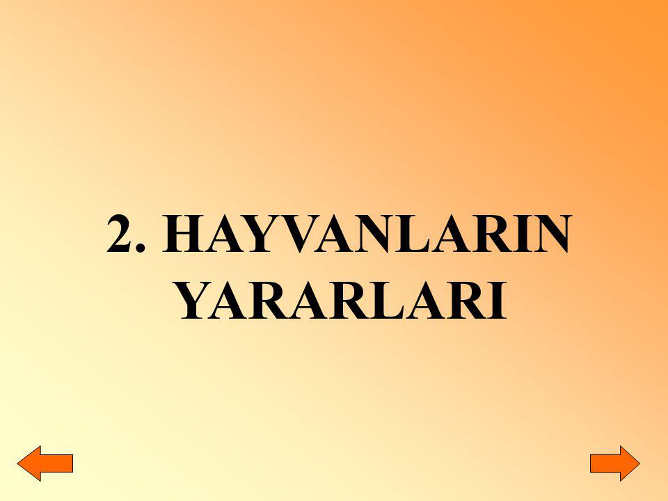 2. HAYVANLARIN YARARLARI