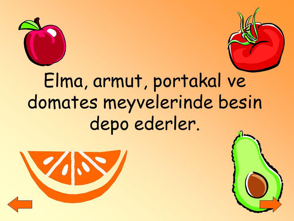 Elma, armut, portakal ve domates meyvelerinde besin depo ederler.
