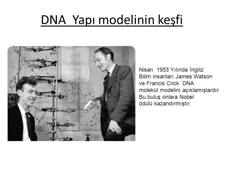 DNA Yapı modelinin keşfi