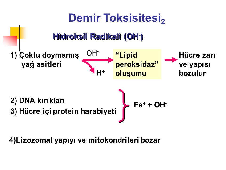Hidroksil Radikali (OH-) 4)Lizozomal yapıyı ve mitokondrileri bozar