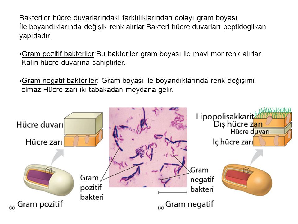 Bakteriler hücre duvarlarındaki farklılıklarından dolayı gram boyası