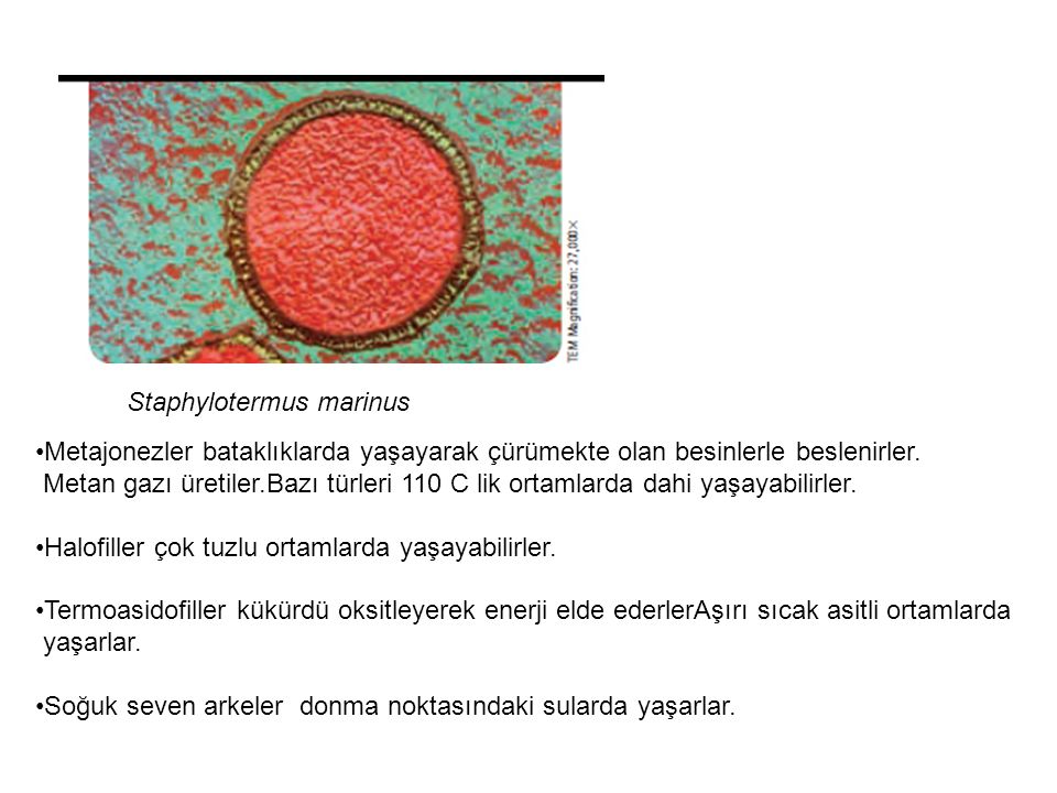 Staphylotermus marinus