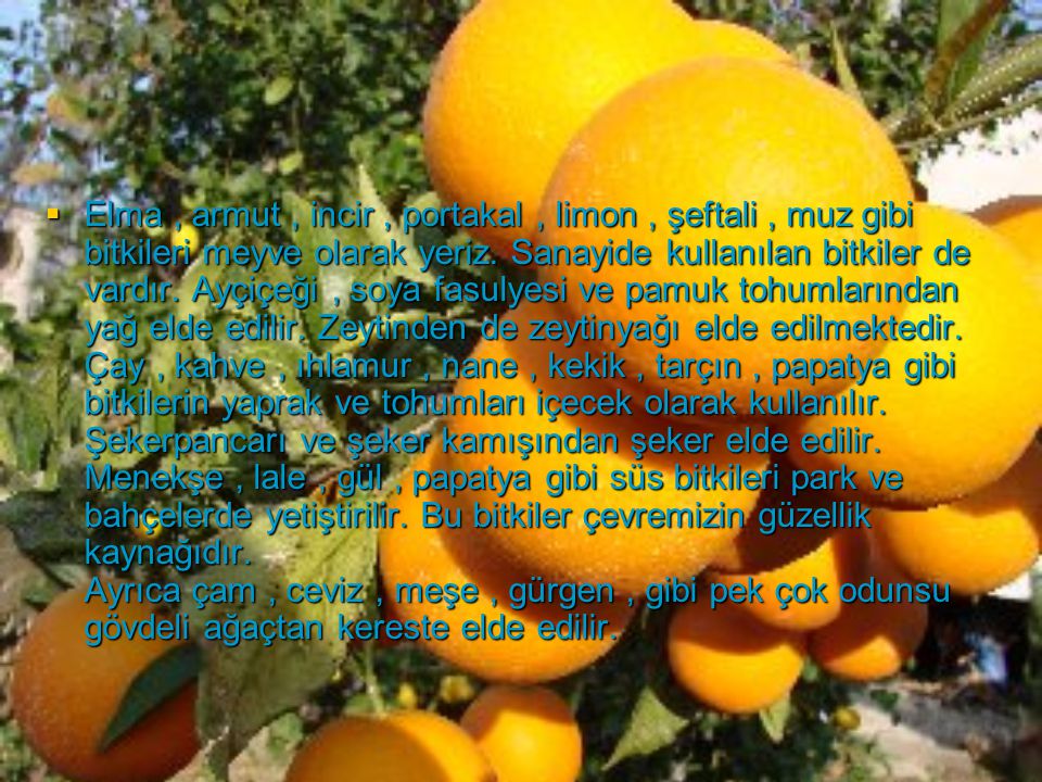 Elma , armut , incir , portakal , limon , şeftali , muz gibi bitkileri meyve olarak yeriz.