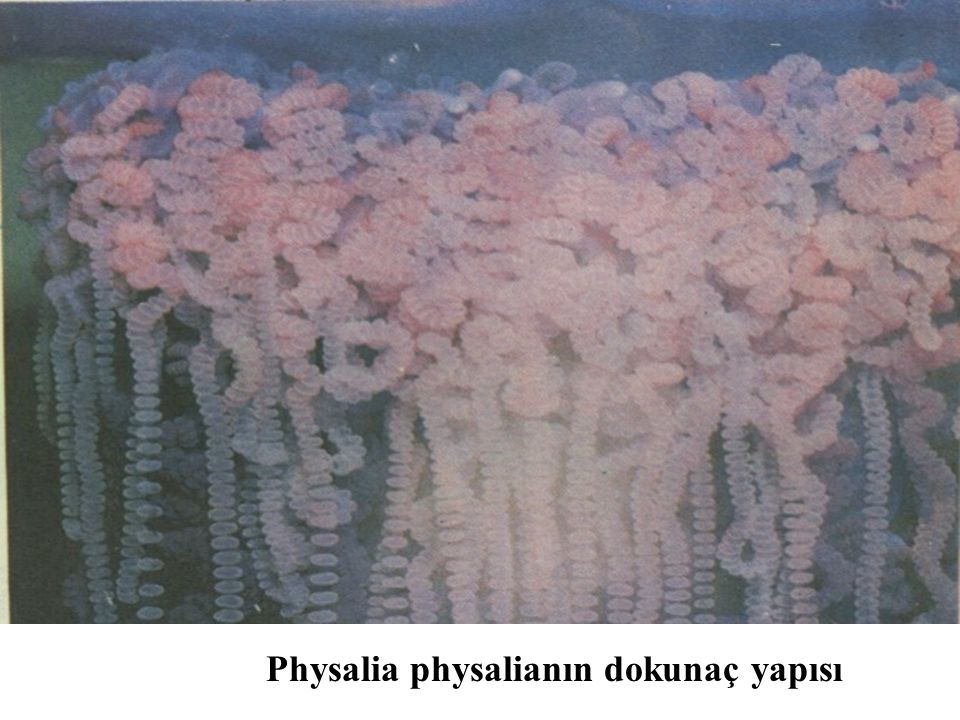 Physalia physalianın dokunaç yapısı