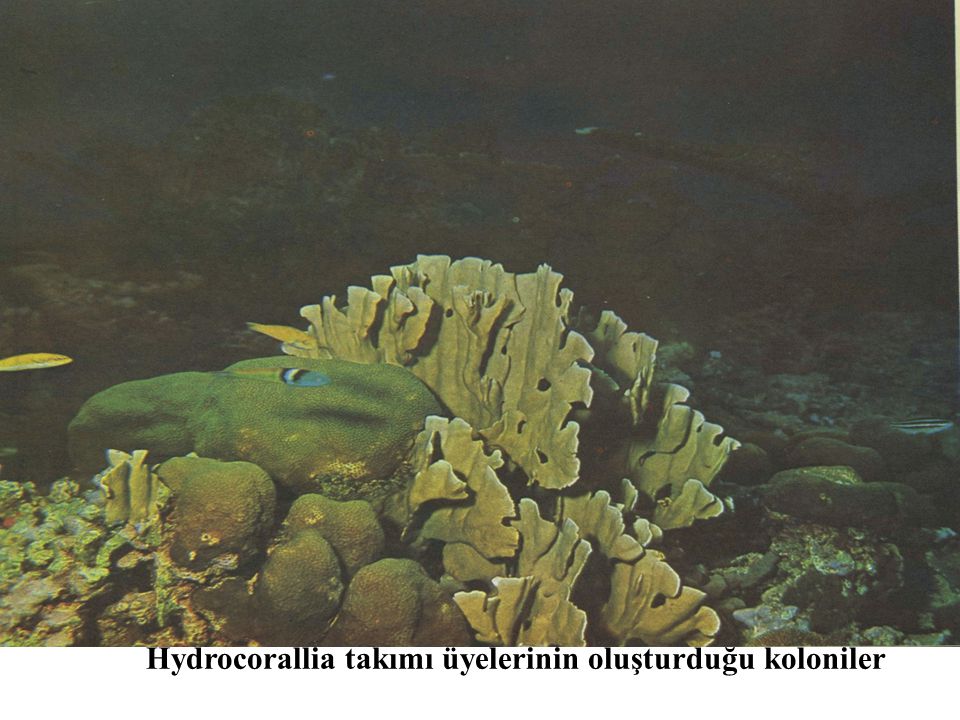 Hydrocorallia takımı üyelerinin oluşturduğu koloniler