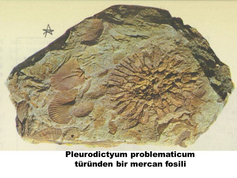 Pleurodictyum problematicum