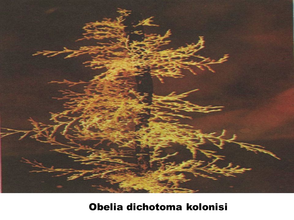 Obelia dichotoma kolonisi