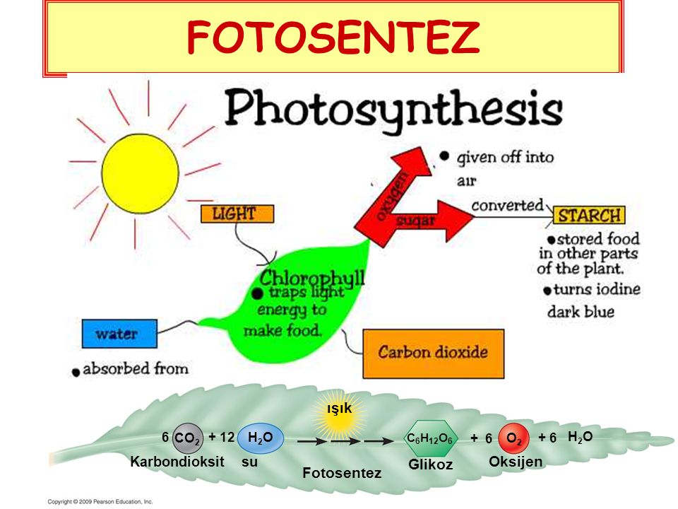 FOTOSENTEZ ışık Oksijen Glikoz Fotosentez Karbondioksit su 6 CO2 + 12