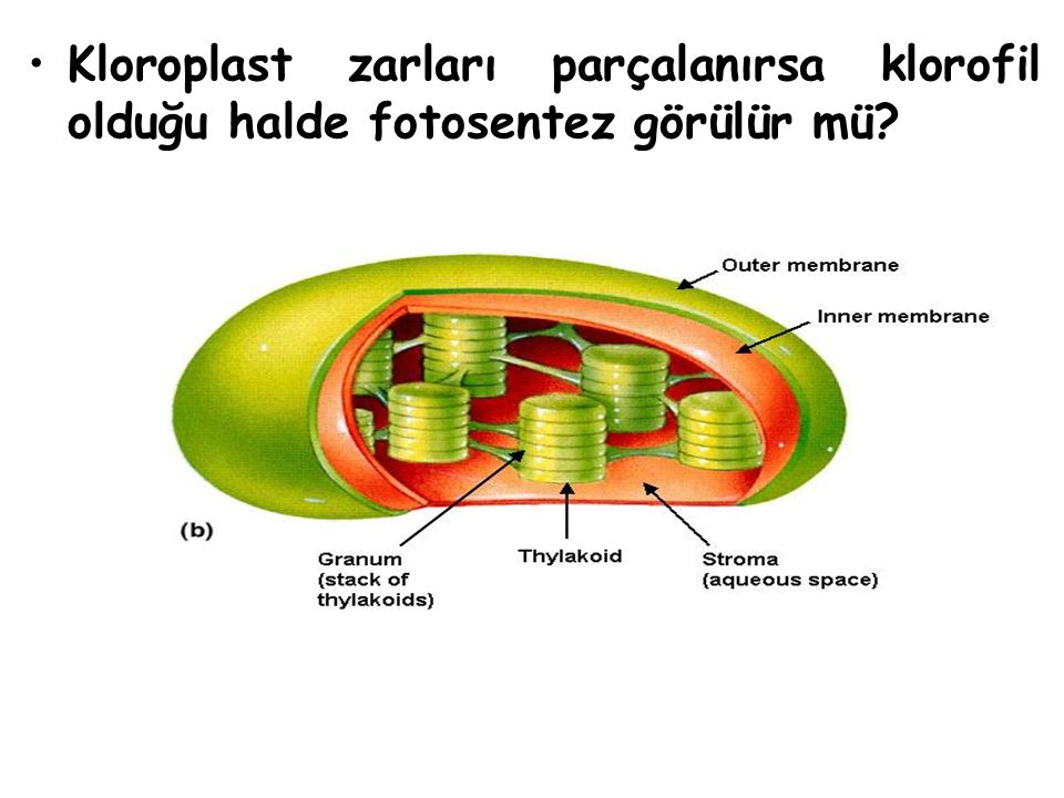 Kloroplast zarları parçalanırsa klorofil olduğu halde fotosentez görülür mü