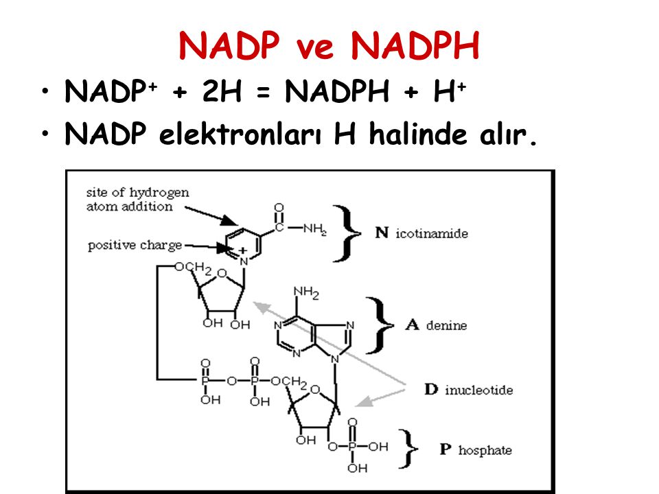 NADP ve NADPH NADP+ + 2H = NADPH + H+