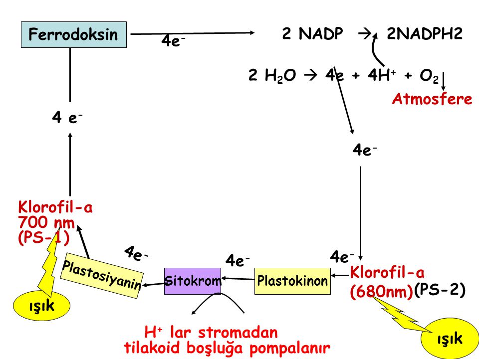 H+ lar stromadan tilakoid boşluğa pompalanır