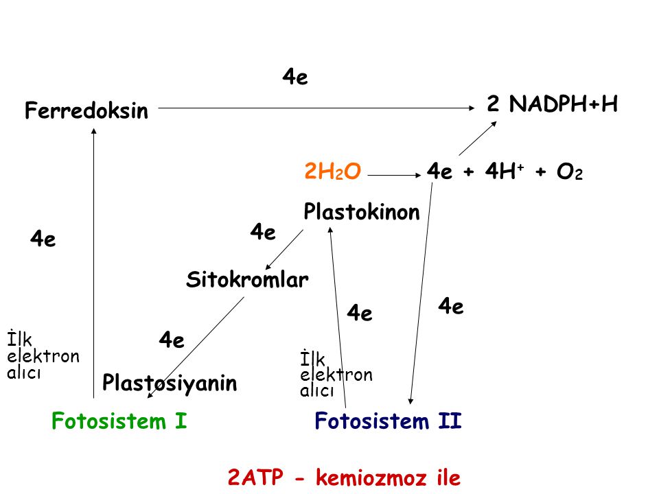 4e 2 NADPH+H Ferredoksin 2H2O 4e + 4H+ + O2 Plastokinon 4e 4e