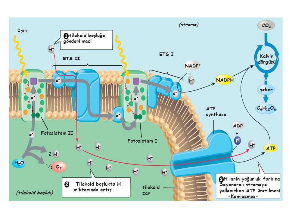 H tilakoid boşluğa gönderilmesi. ATP. synthase. Fotosistem I. Fotosistem II. tilakoid. zar. Işık.