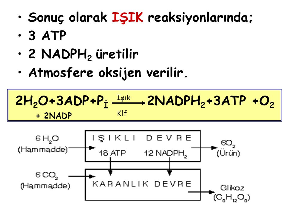 Sonuç olarak IŞIK reaksiyonlarında; 3 ATP 2 NADPH2 üretilir