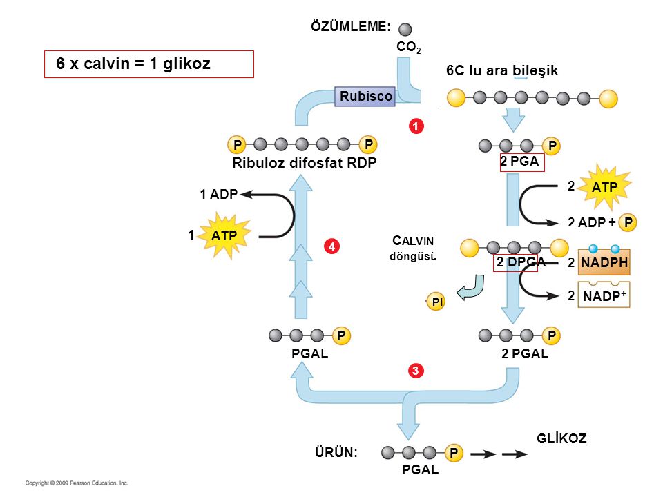 6 x calvin = 1 glikoz 6C lu ara bileşik Ribuloz difosfat RDP ÖZÜMLEME: