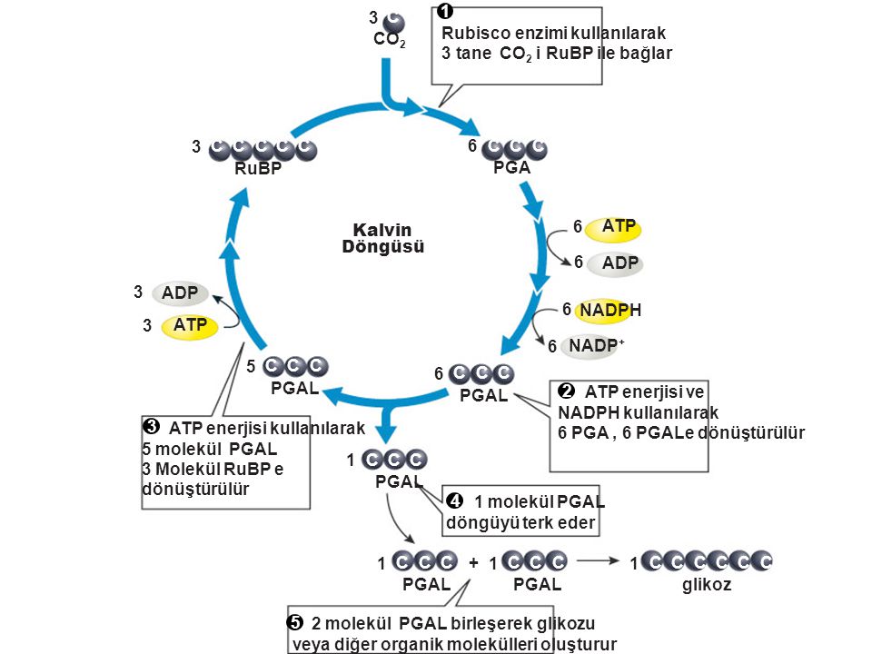 C 3. CO2. 6. PGA. NADP+ ATP. ADP. NADPH. 1. PGAL. 5. RuBP. + glikoz. Kalvin. Döngüsü.