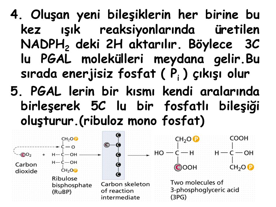 4. Oluşan yeni bileşiklerin her birine bu kez ışık reaksiyonlarında üretilen NADPH2 deki 2H aktarılır. Böylece 3C lu PGAL molekülleri meydana gelir.Bu sırada enerjisiz fosfat ( Pi ) çıkışı olur