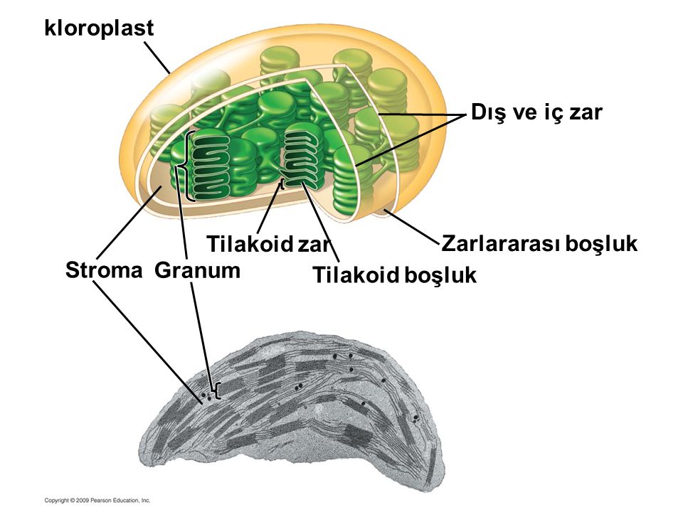 kloroplast Dış ve iç zar Tilakoid zar Zarlararası boşluk Stroma Granum