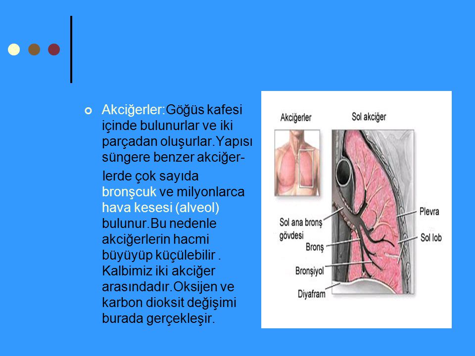 Akciğerler:Göğüs kafesi içinde bulunurlar ve iki parçadan oluşurlar