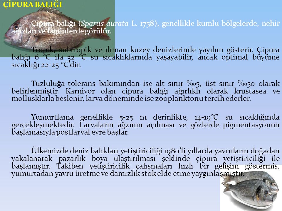 ÇİPURA BALIĞI Çipura balığı (Sparus aurata L. 1758), genellikle kumlu bölgelerde, nehir ağızları ve lagünlerde görülür.