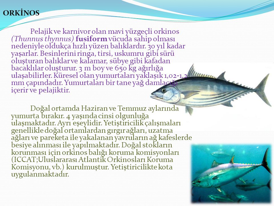 ORKİNOS Pelajik ve karnivor olan mavi yüzgeçli orkinos (Thunnus thynnus) fusiform vücuda sahip olması nedeniyle oldukça hızlı yüzen balıklardır.