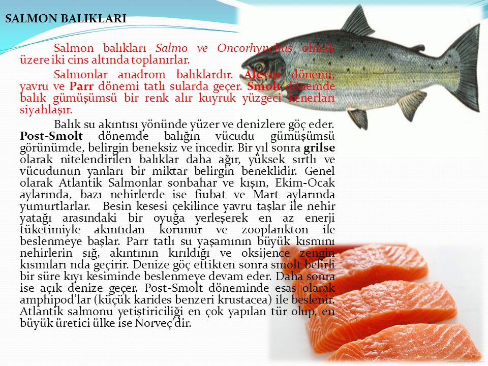 SALMON BALIKLARI Salmon balıkları Salmo ve Oncorhynchus olmak üzere iki cins altında toplanırlar.