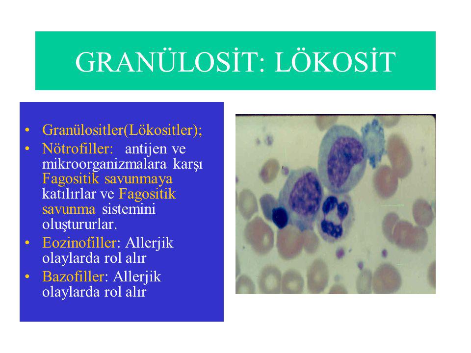 GRANÜLOSİT: LÖKOSİT Granülositler(Lökositler);