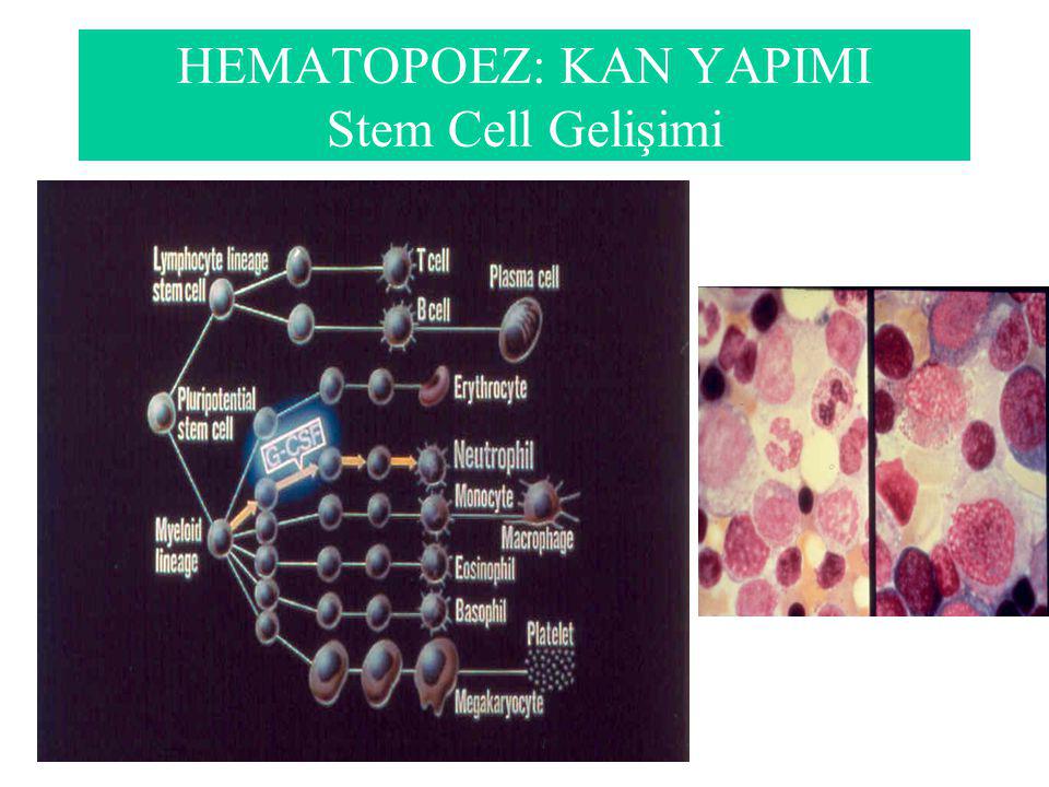 HEMATOPOEZ: KAN YAPIMI Stem Cell Gelişimi