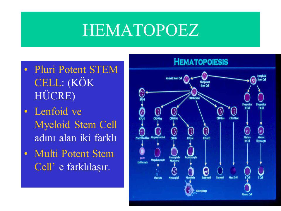 HEMATOPOEZ Pluri Potent STEM CELL: (KÖK HÜCRE)