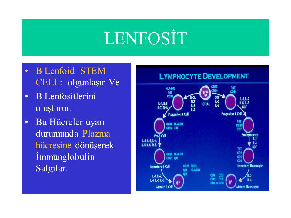 LENFOSİT B Lenfoid STEM CELL: olgunlaşır Ve