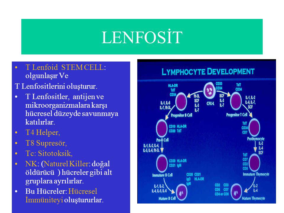 LENFOSİT T Lenfoid STEM CELL: olgunlaşır Ve