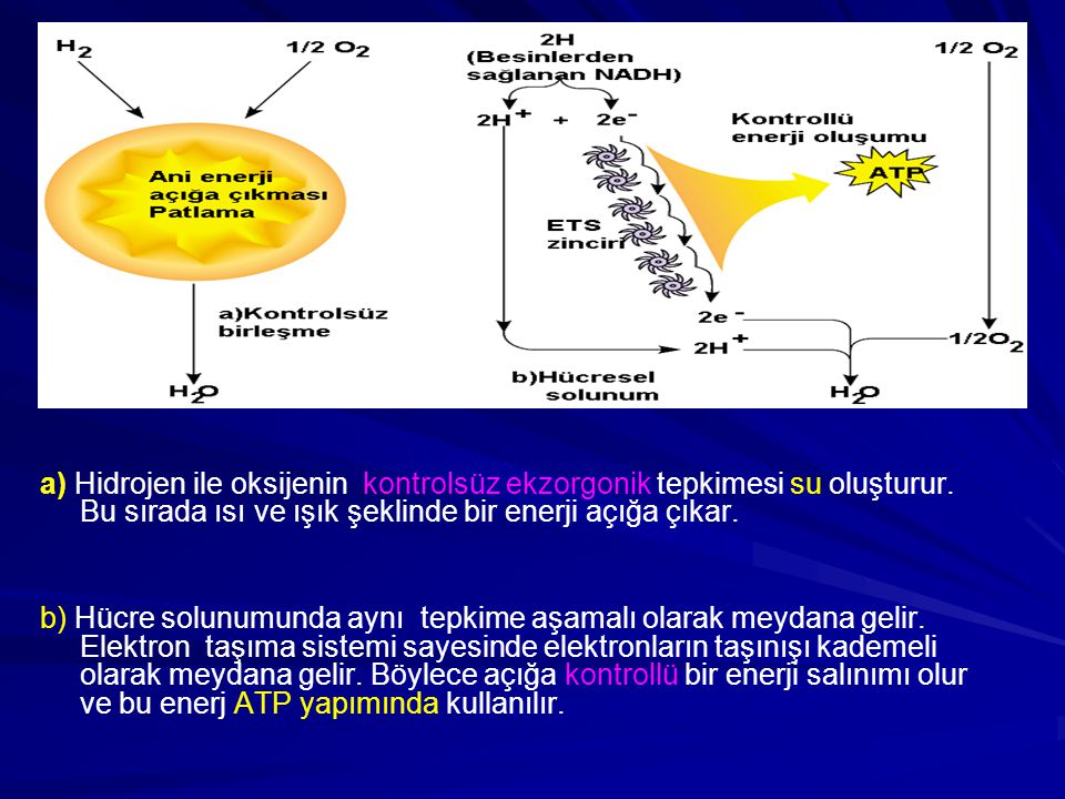 a) Hidrojen ile oksijenin kontrolsüz ekzorgonik tepkimesi su oluşturur
