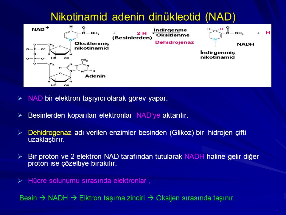 Nikotinamid adenin dinükleotid (NAD)