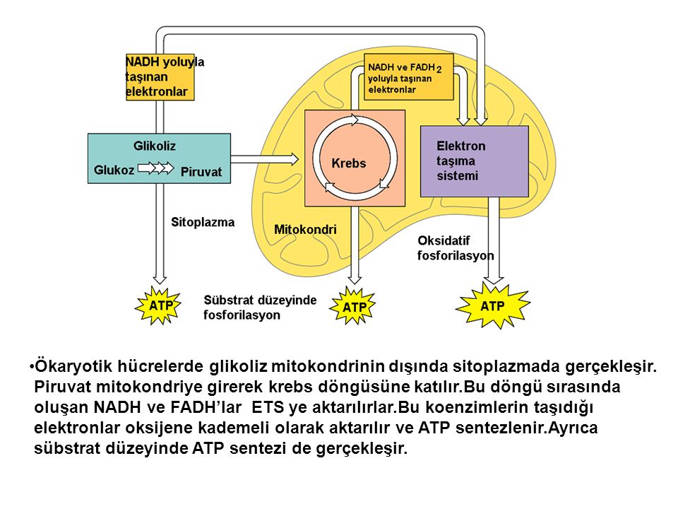Ökaryotik hücrelerde glikoliz mitokondrinin dışında sitoplazmada gerçekleşir.