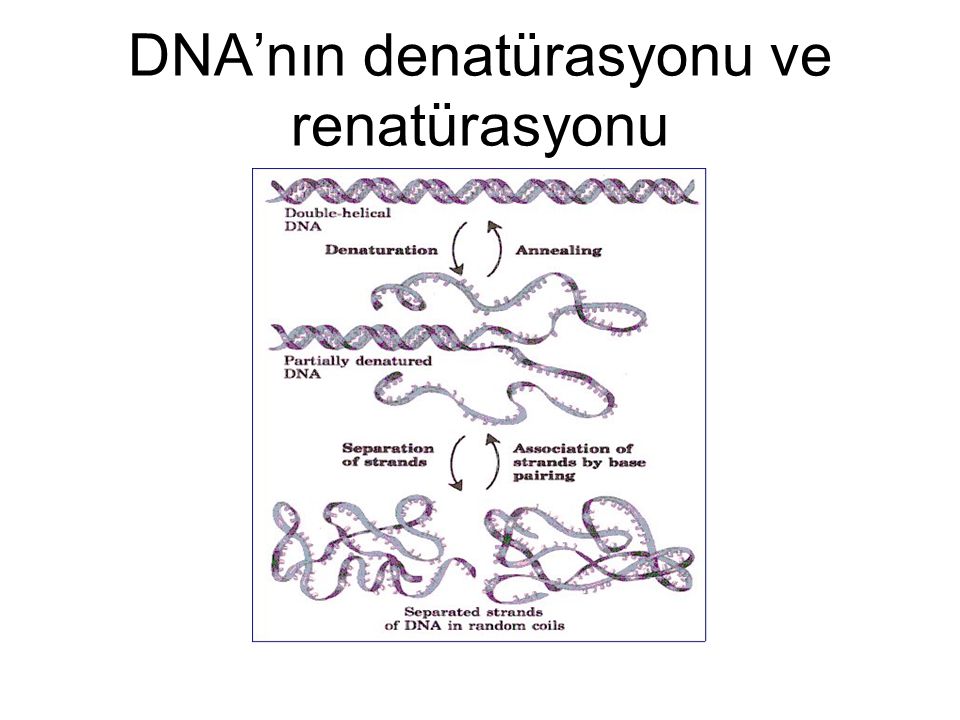 DNA’nın denatürasyonu ve renatürasyonu