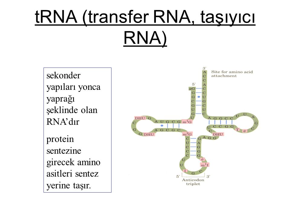 tRNA (transfer RNA, taşıyıcı RNA)