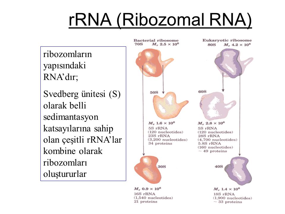 rRNA (Ribozomal RNA) ribozomların yapısındaki RNA’dır;