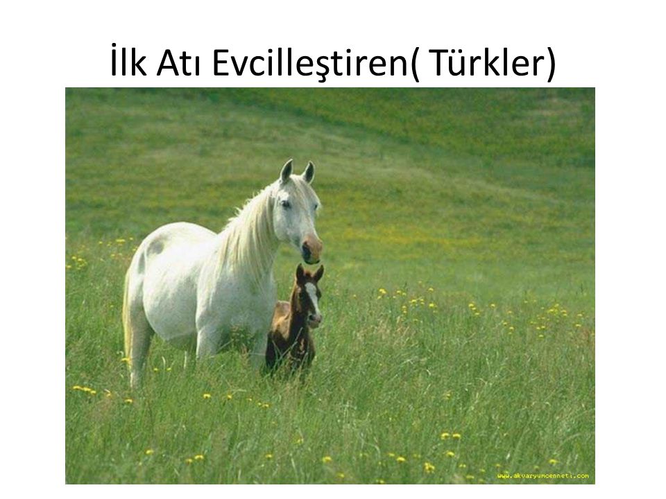 İlk Atı Evcilleştiren( Türkler)