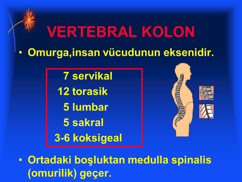 VERTEBRAL KOLON Omurga,insan vücudunun eksenidir. 7 servikal