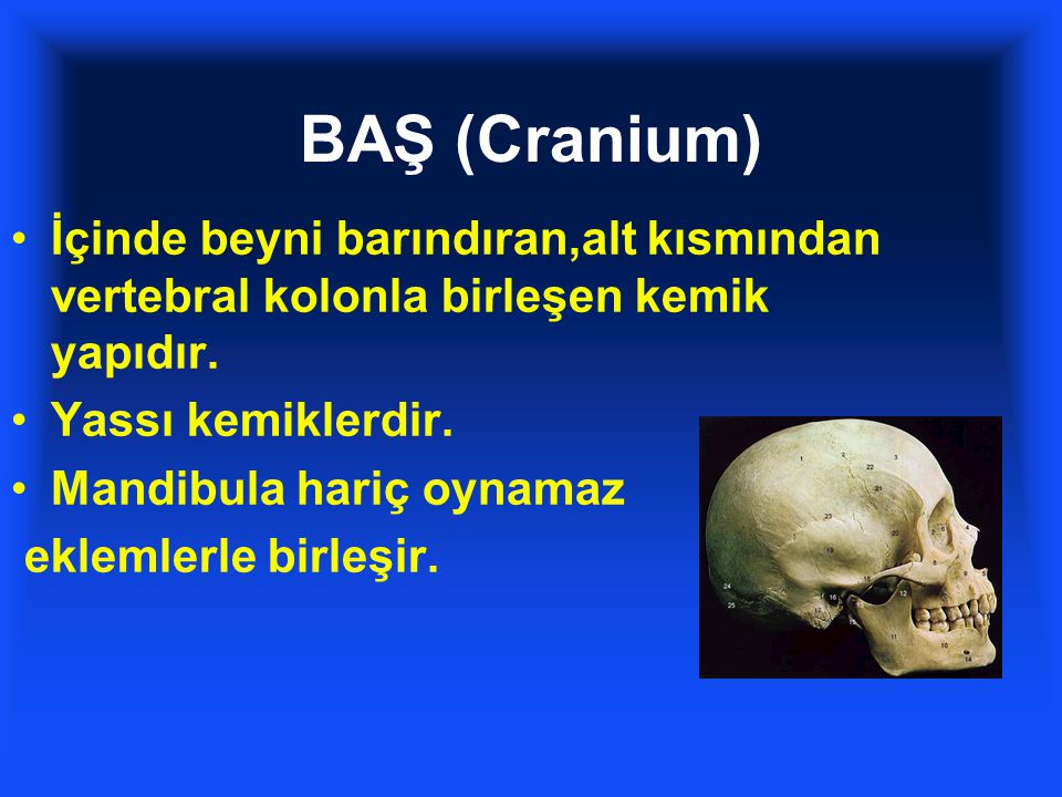 BAŞ (Cranium) İçinde beyni barındıran,alt kısmından vertebral kolonla birleşen kemik yapıdır. Yassı kemiklerdir.