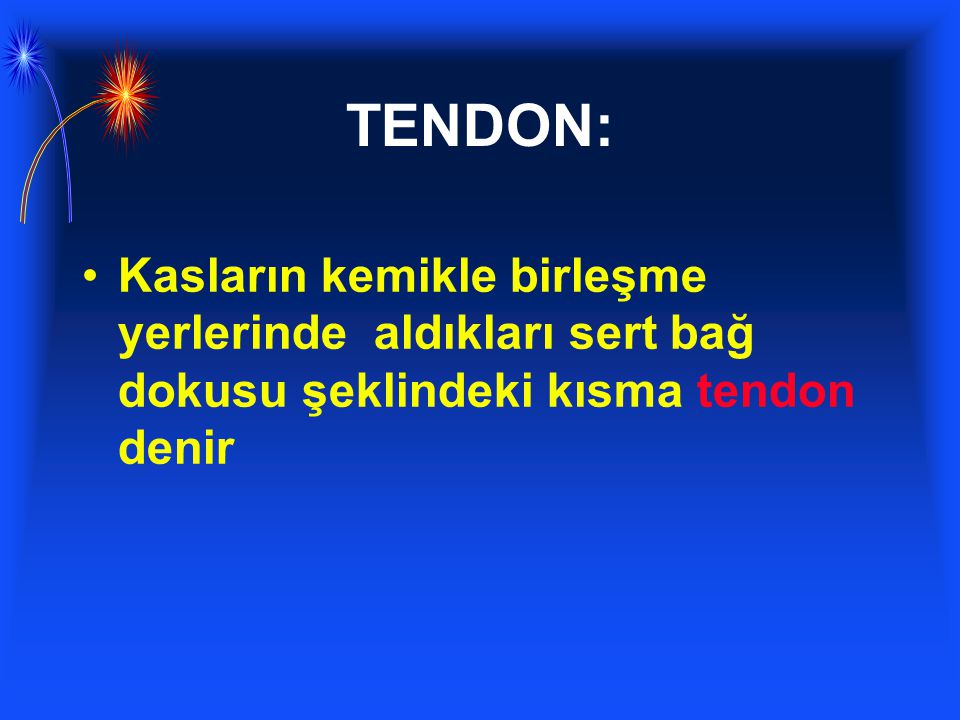 TENDON: Kasların kemikle birleşme yerlerinde aldıkları sert bağ dokusu şeklindeki kısma tendon denir.