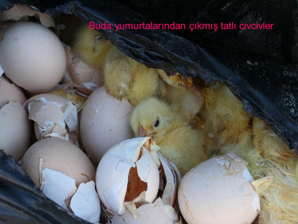 Buda yumurtalarından çıkmış tatlı civcivler