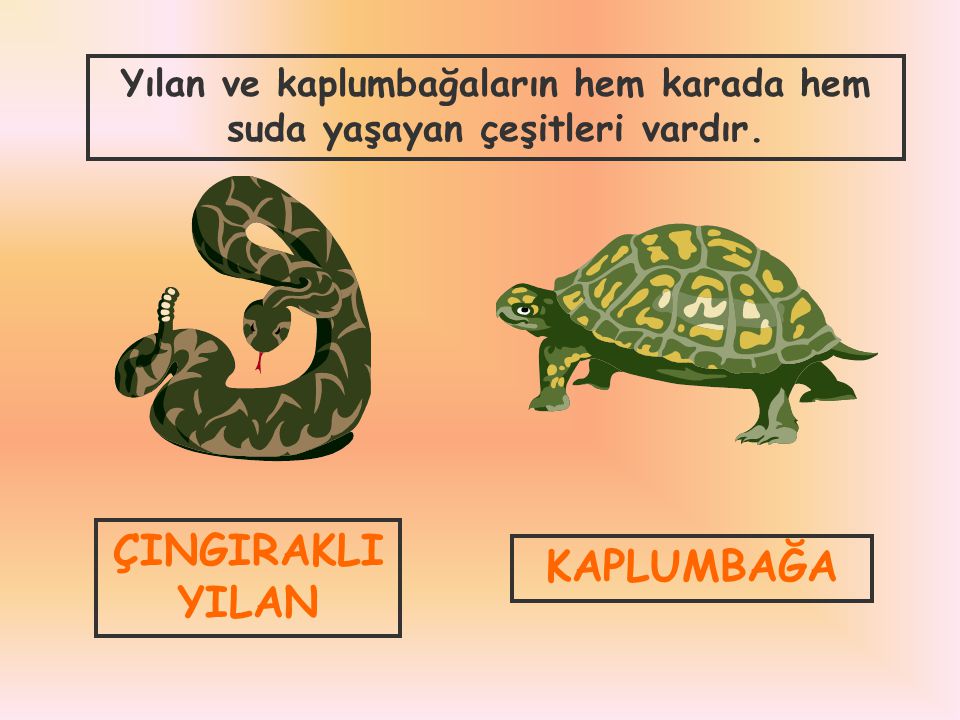 Yılan ve kaplumbağaların hem karada hem suda yaşayan çeşitleri vardır.