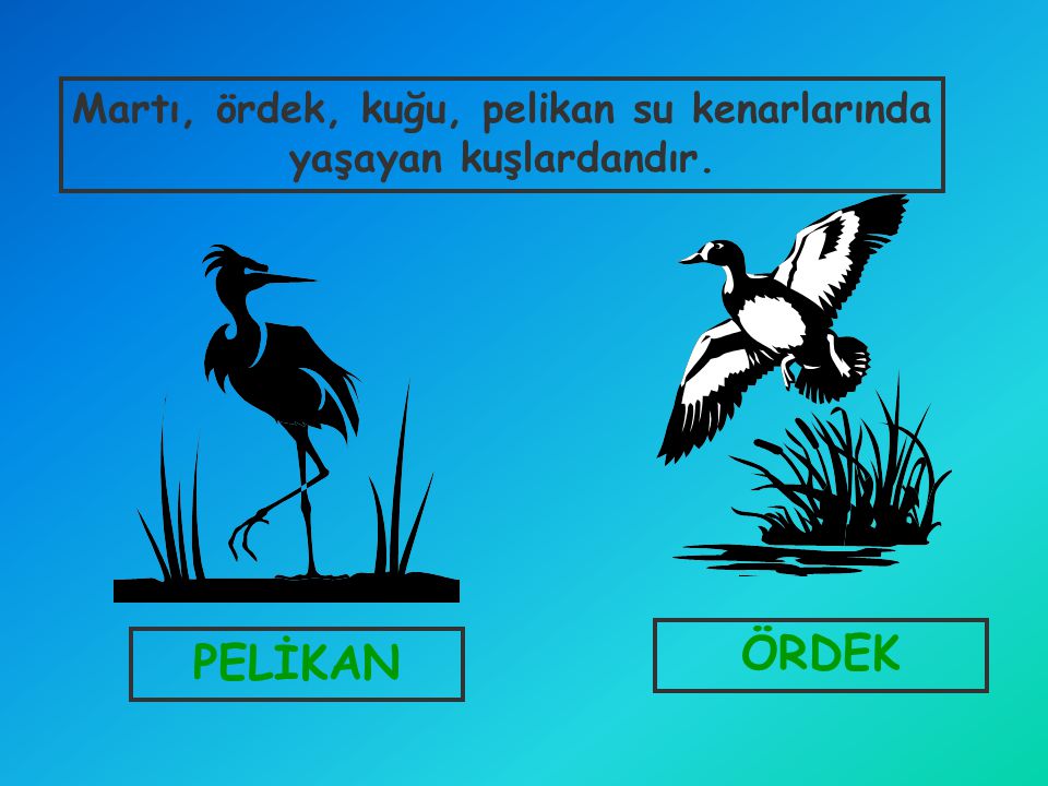 Martı, ördek, kuğu, pelikan su kenarlarında yaşayan kuşlardandır.